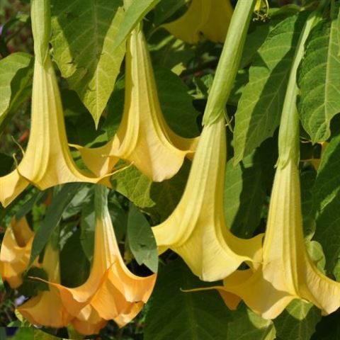 Sarı Boru Çiçeği Datura Fidanı