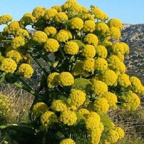 Çakşır Otu Bitkisi Ferula Elaeochytris