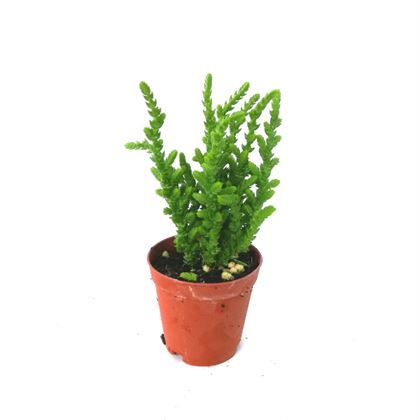 Crassula Muscosa Kaktüs Çiçeği