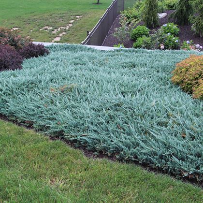 Sabin Ardıç Fidanı Juniperus Sabina