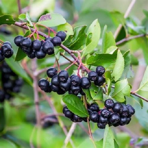 Siyah Nero Aronya Fidanı Aronia Melanocarpa