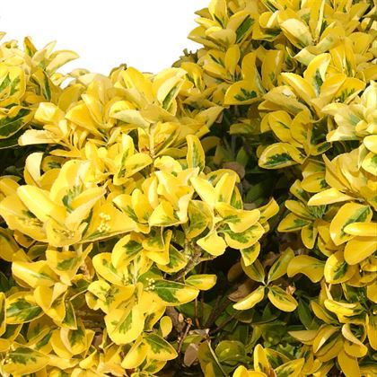 Gold Taflan Fidanı Euonymus Japonica Var Aurea