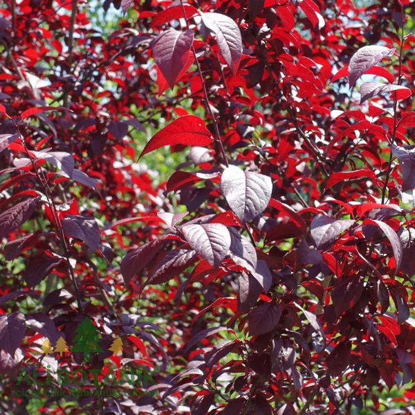 Süs Eriği Fidanı Prunus Cerasifera Pissardii