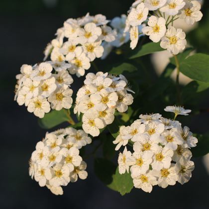 İspirya Çiçeği Keçi Sakalı Spiraea Vanhouttei