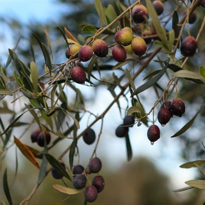 Zeytin Fidanı Ayvalık Yağlık