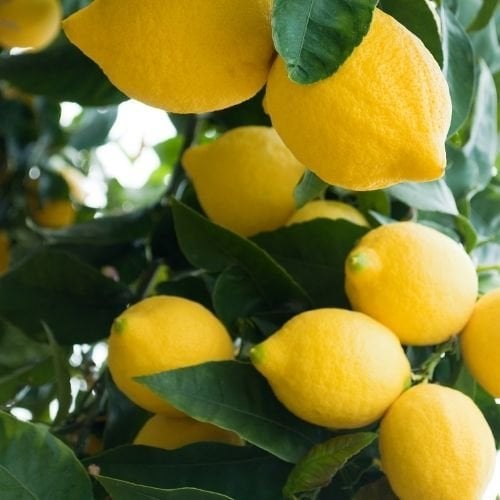 Limon Fidanı Yediverendir Bol Sulu Cinsten Citrus