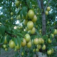 Papaz Eriği Erik Fidanı  Prunus Donestica