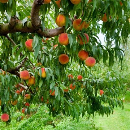 Yarma Şeftali Fidanı  Prunus Persica