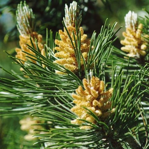 Fıstık Çamı Fidanı Pinus Pinea