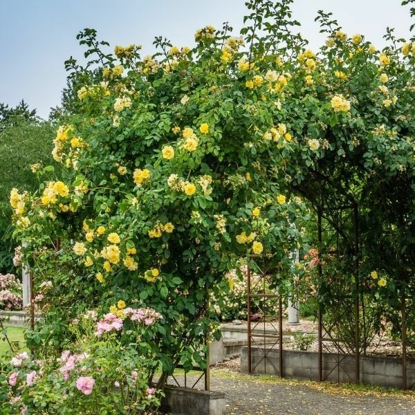 Golden Gate Çardak Sarmaşık Gül Fidanı