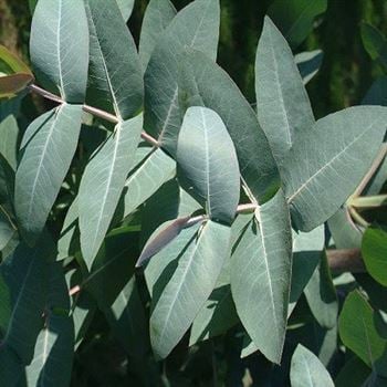 Okaliptus Okaliptüs Fidanı Eucalyptus
