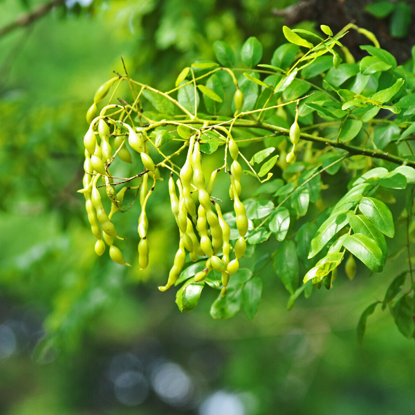Sofora Ağacı Fidanı Sophora japonica Macar Akasyası