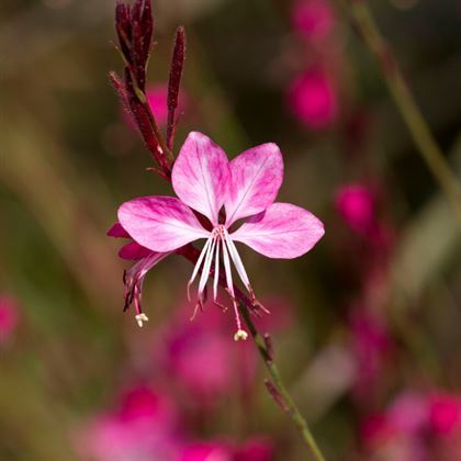 Gaura Çiçeği Gaura Lindheimeri