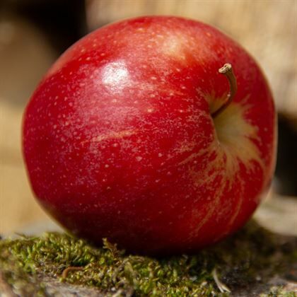 Kırmızı Tatlı Elma Fidanı