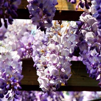 Mor Salkım Fidanı Çok Kokuludur Wisteria