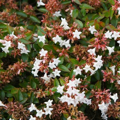 Abelya Çiçeği  Güzellik Çalısı Abelia Chinensis