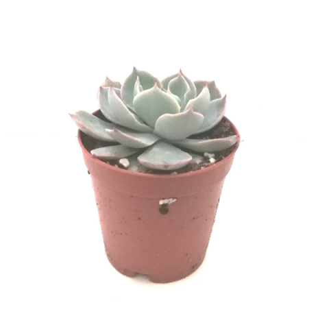 Echeveria Lilacina Sukulent