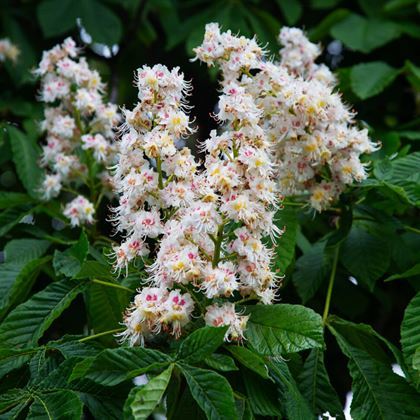 At Kestanesi Fidanı aesculus hippocastanum