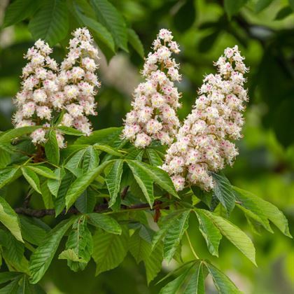 At Kestanesi Fidanı aesculus hippocastanum