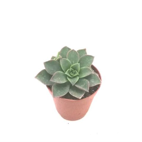 Echeveria Metallica Sukulent