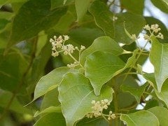 Kafur Ağacı Fidanı  cinnamomum camphora