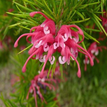 Gravilla Çalısı Fidanı Grevillea Rosmarinifolia