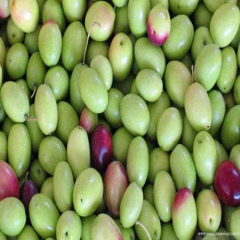 Gemlik Trilye Zeytin Fidanı