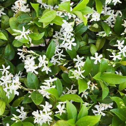 Arap Madagaskar Yasemini  Jasminum Sambac