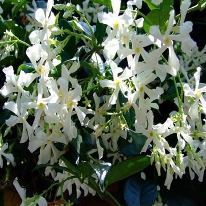 Arap Madagaskar Yasemini  Jasminum Sambac