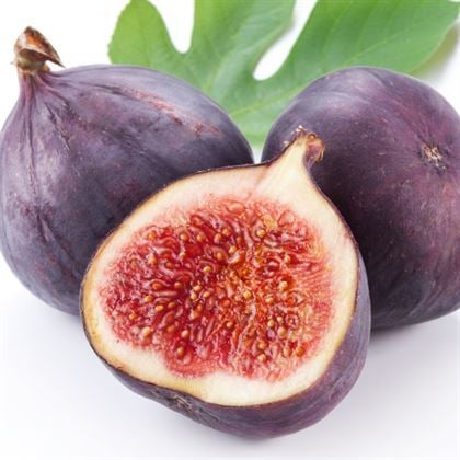 Patlıcan İnciri Fidanı Ficus Carica