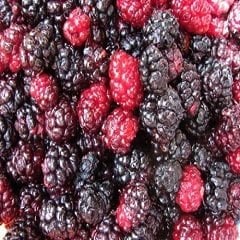 Ekşi Karadut Fidanı Rubus İdaeeus