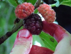 Ekşi Karadut Fidanı Rubus İdaeeus
