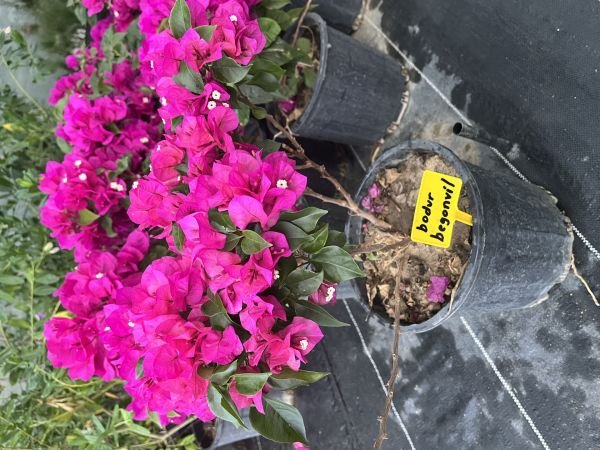 Bodur Begonvil Çiçeği Bougainvillea