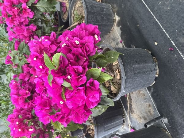 Bodur Begonvil Çiçeği Bougainvillea