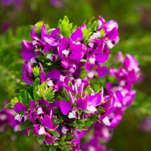 Poligala Çiçeği - Süt Otu Polygala Myrtifolia