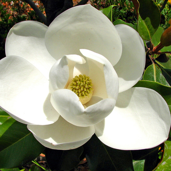 Manolya Ağacı Magnolia Grandiflora