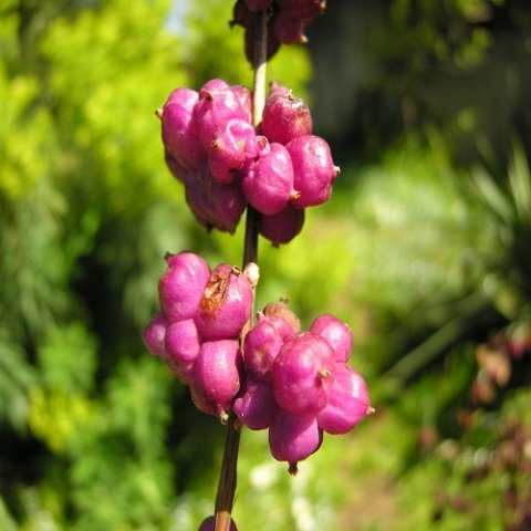 Kırmızı İnci Çiçeği Symphoricarpos Orbiculatus