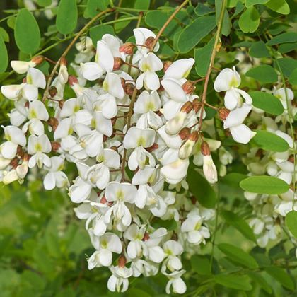 Beyaz Akasya Fidanı 50 cm Robinia Pseudoacacia