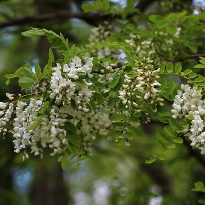 Beyaz Akasya Fidanı 50 cm Robinia Pseudoacacia