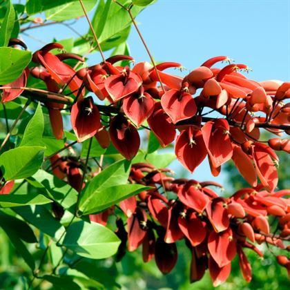 Arap Dudağı Fidanı Mercan Ağacı erythrina crista