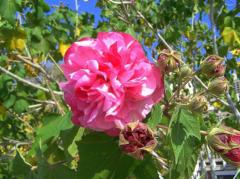 Hint Gülü Fidanı hibiscus mutabilis