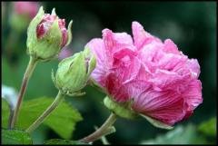 Hint Gülü Fidanı hibiscus mutabilis