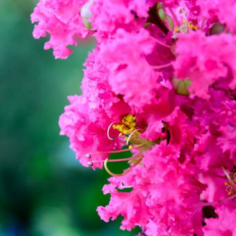 Pembe Oya Çiçeği Fidanı Hint Leylağı 55 cm