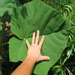 Pavlonya Fidanı -tüplü  2 Adet Çin Kavağı Paulownia