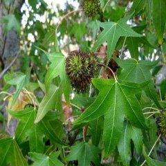 Sığla Günlük Ağacı Fidanı Liquidambar