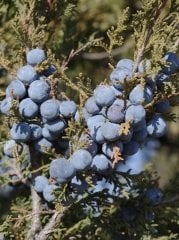 Excelsa Stricta Ardıç Fidanı  (Juniperus