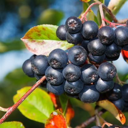 Rus Yaban Mersini Viking Aronya Fidanı Aronia Melonocarpa