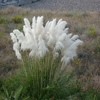 Beyaz Pampas Saz Çiçeği Sazlık