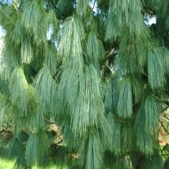 Ağlayan Çam Fidanı  (Pinus wallichiana)