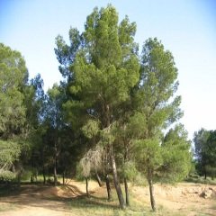 Halep Çamı Fidanı (Pinus halepensis)